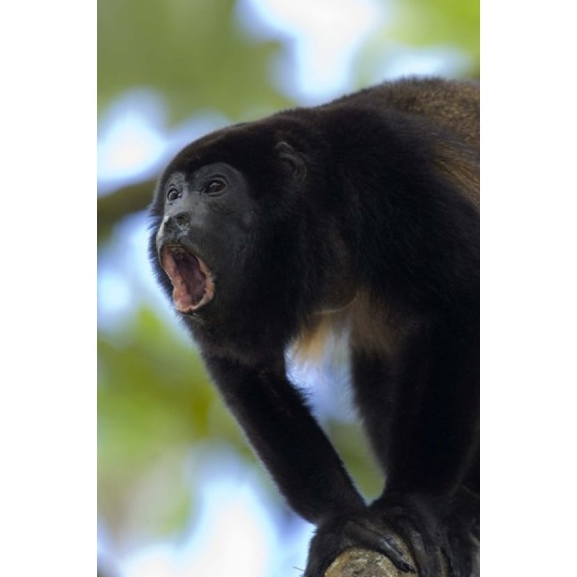 Close-up of a Black Howler monkey (Alouatta caraya) Costa Rica Poster Print by Panoramic Images (16 x 24) Image 1