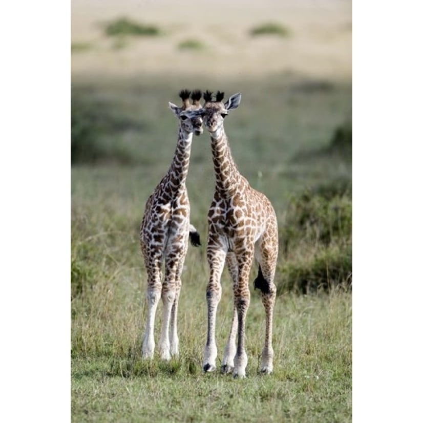 Masai giraffes (Giraffa camelopardalis tippelskirchi) in a forest Masai Mara National Reserve Kenya Print by Panoramic Image 1