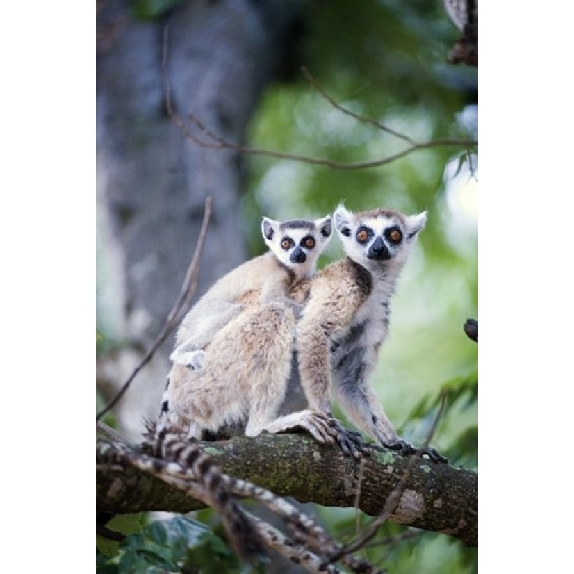 Ring-Tailed lemur (Lemur catta) with its young one Berenty Madagascar Poster Print by Panoramic Images (16 x 24) Image 1