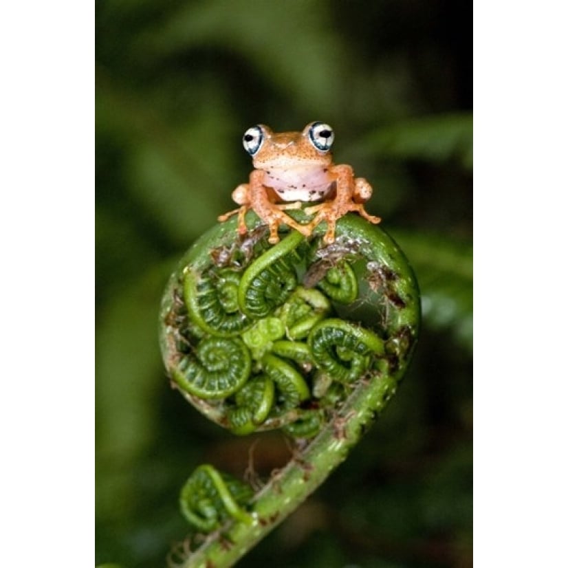 Close-up of a Blue-Eyed Tree frog on a fern frond Andasibe-Mantadia National Park Madagascar Print by Panoramic Images Image 1