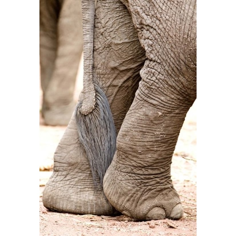 Close-up of legs and tail of an African elephant (Loxodonta africana) Lake Manyara Tanzania Print by Panoramic Images Image 1