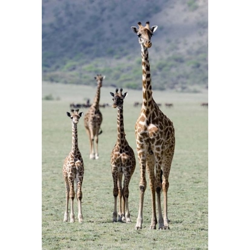 Giraffes (Giraffa camelopardalis) standing in a forest Lake Manyara Tanzania Print by Panoramic Images Image 1