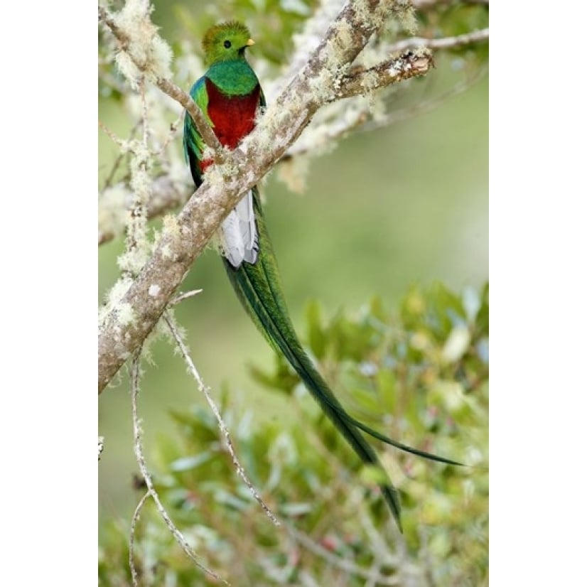 Close-up of Resplendent quetzal (Pharomachrus mocinno) perching on a branch Savegre Costa Rica Print by Panoramic Image 1