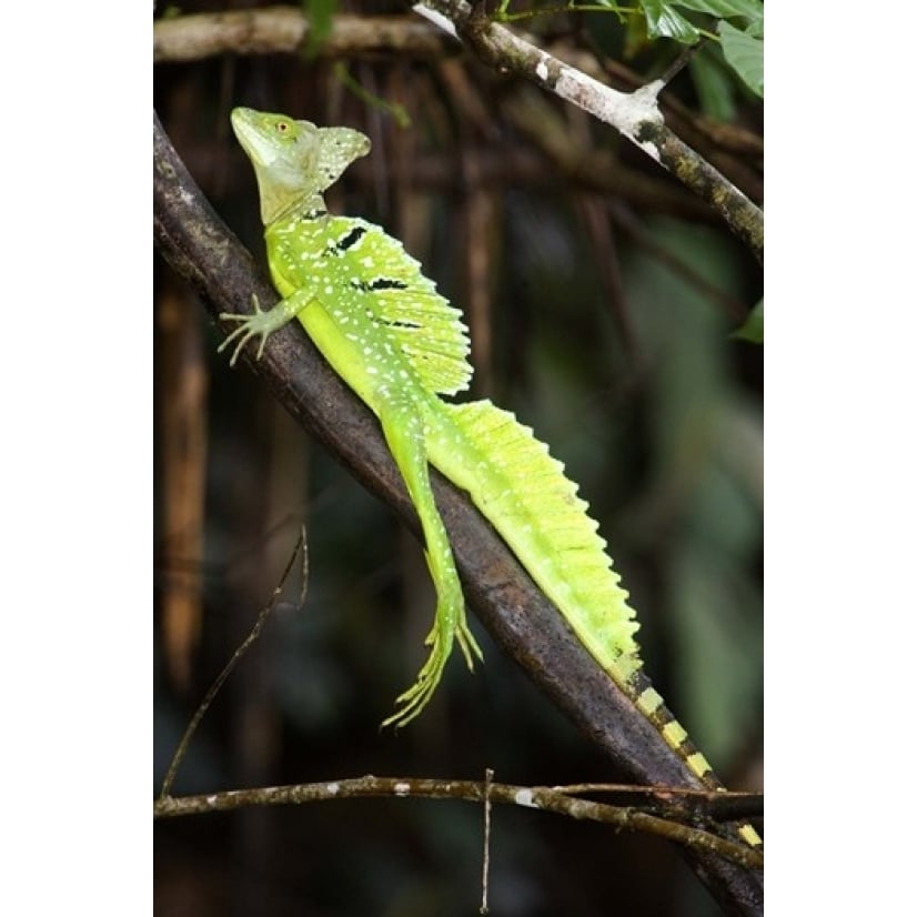 Close-up of a Plumed basilisk (Basiliscus plumifrons) Costa Rica Poster Print by Panoramic Images (16 x 24) Image 1