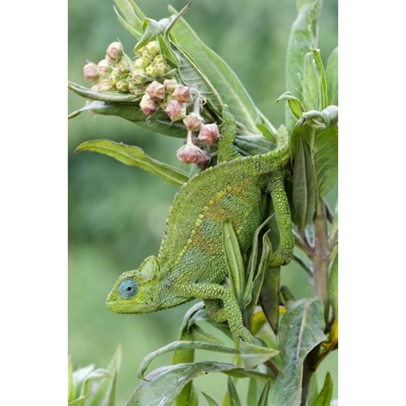 Close-up of a Dwarf chameleon (Brookesia minima) Ngorongoro Crater Ngorongoro Tanzania Print by Panoramic Images Image 1