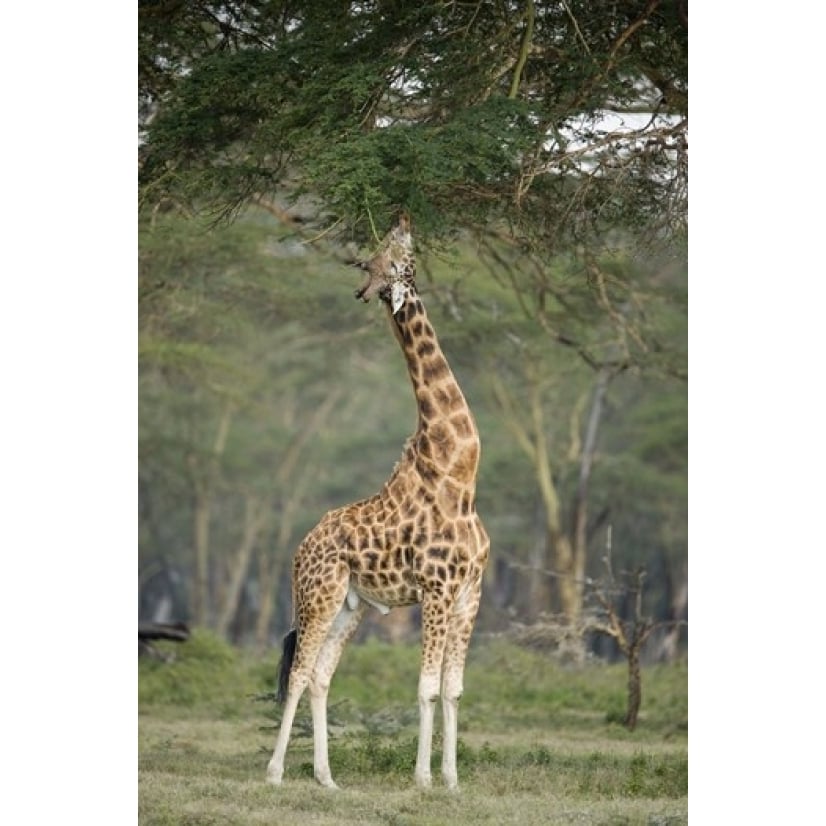 Rothschild giraffe (Giraffa camelopardalis rothschildi) feeding on tree leaves Lake Nakuru National Park Kenya Print Image 1