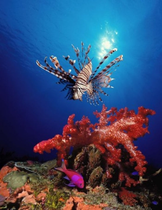 Lionfish Pteropterus radiata and Squarespot anthias Pseudanthias pleurotaenia with soft corals in the ocean 14 x 11 Image 1