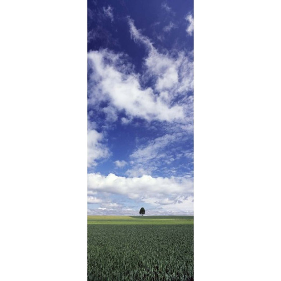 Germany Baden-Wurttemberg Single tree in field clouds Poster Print (30 x 12) Image 1