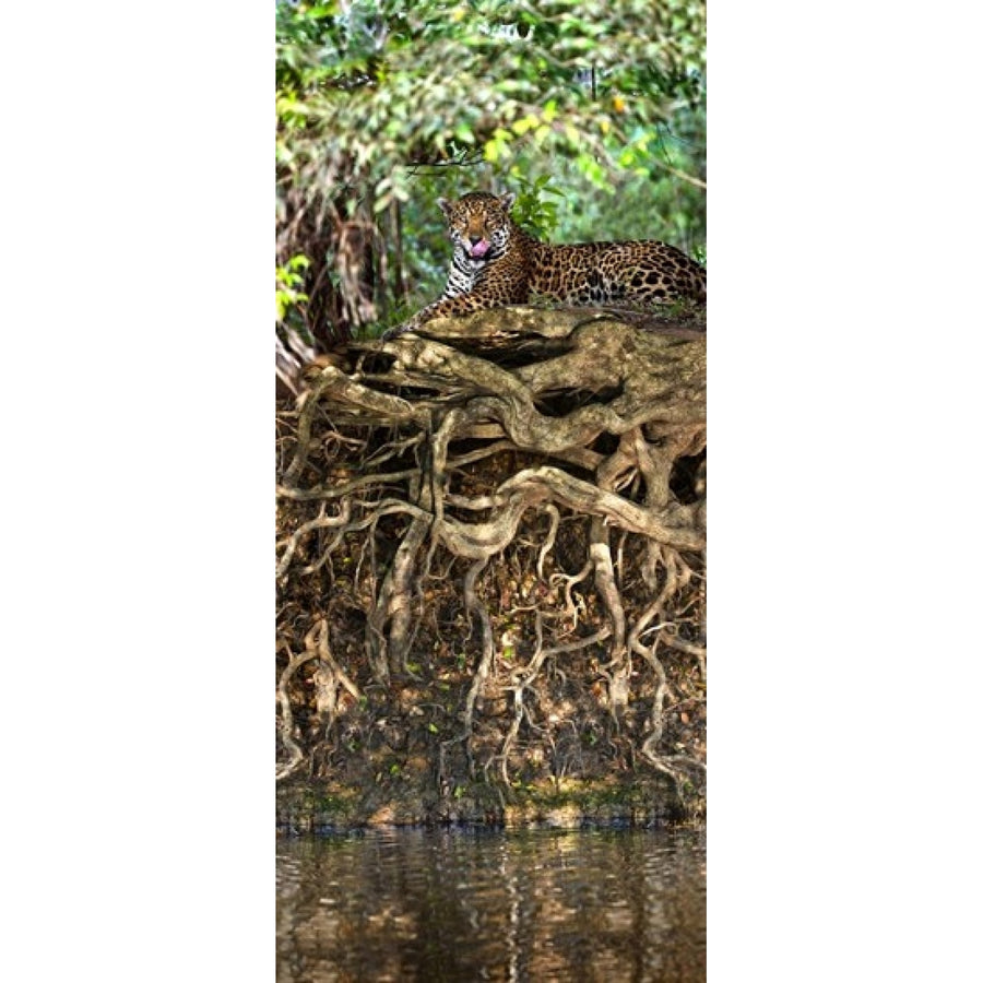 Jaguar resting at the riverside Three Brothers River Meeting of the Waters State Park Pantanal Wetlands Brazil (24 x 12) Image 1