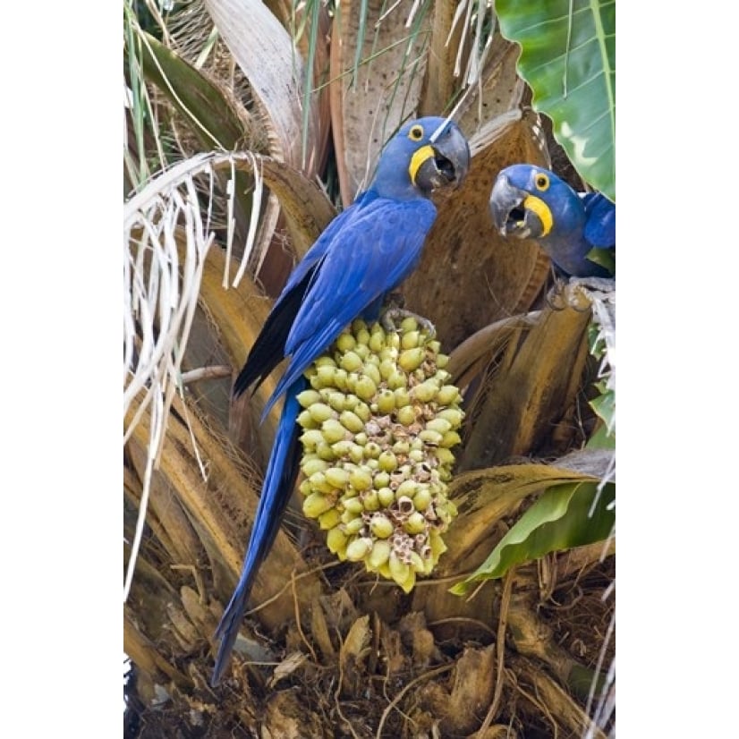 Hyacinth macaws eating palm nuts Three Brothers River Meeting of the Waters State Park Pantanal Wetlands Brazil Image 1