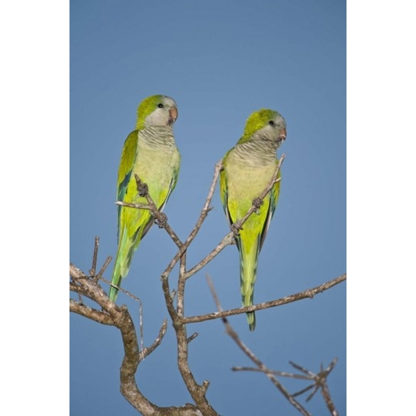 Pair of Monk parakeets perching on a branch Three Brothers River Meeting of Waters State Park Pantanal Wetlands Image 1