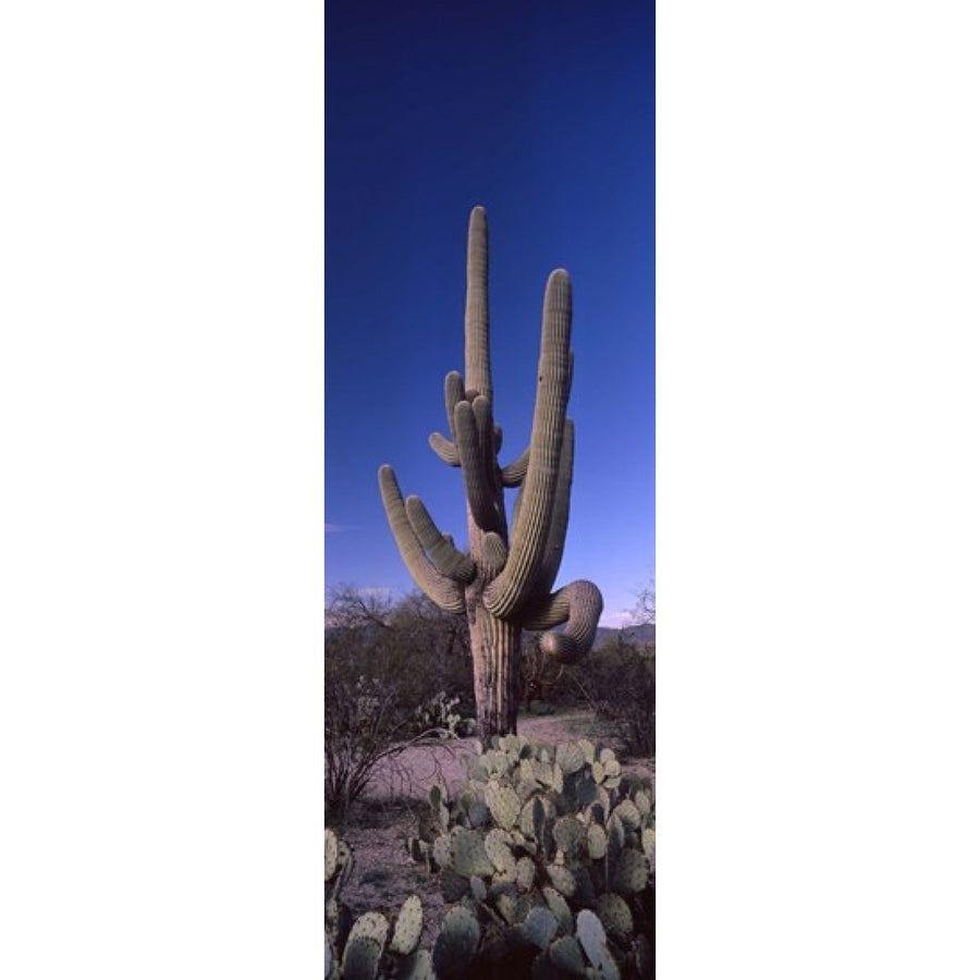 Low angle view of a Saguaro cactus (Carnegiea gigantea) on a landscape Saguaro National Park Tucson Arizona USA (18 x 6) Image 1