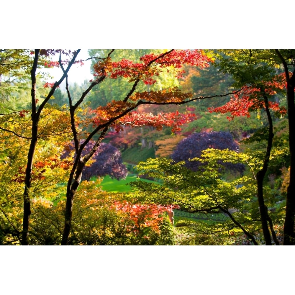 Trees in a garden Butchart Gardens Victoria Vancouver Island British Columbia Canada Poster Print (27 x 9) Image 1