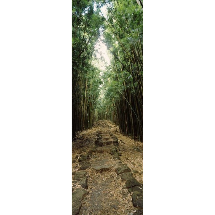 Bamboo forest Oheo Gulch Seven Sacred Pools Hana Maui Hawaii USA Poster Print (18 x 6) Image 1