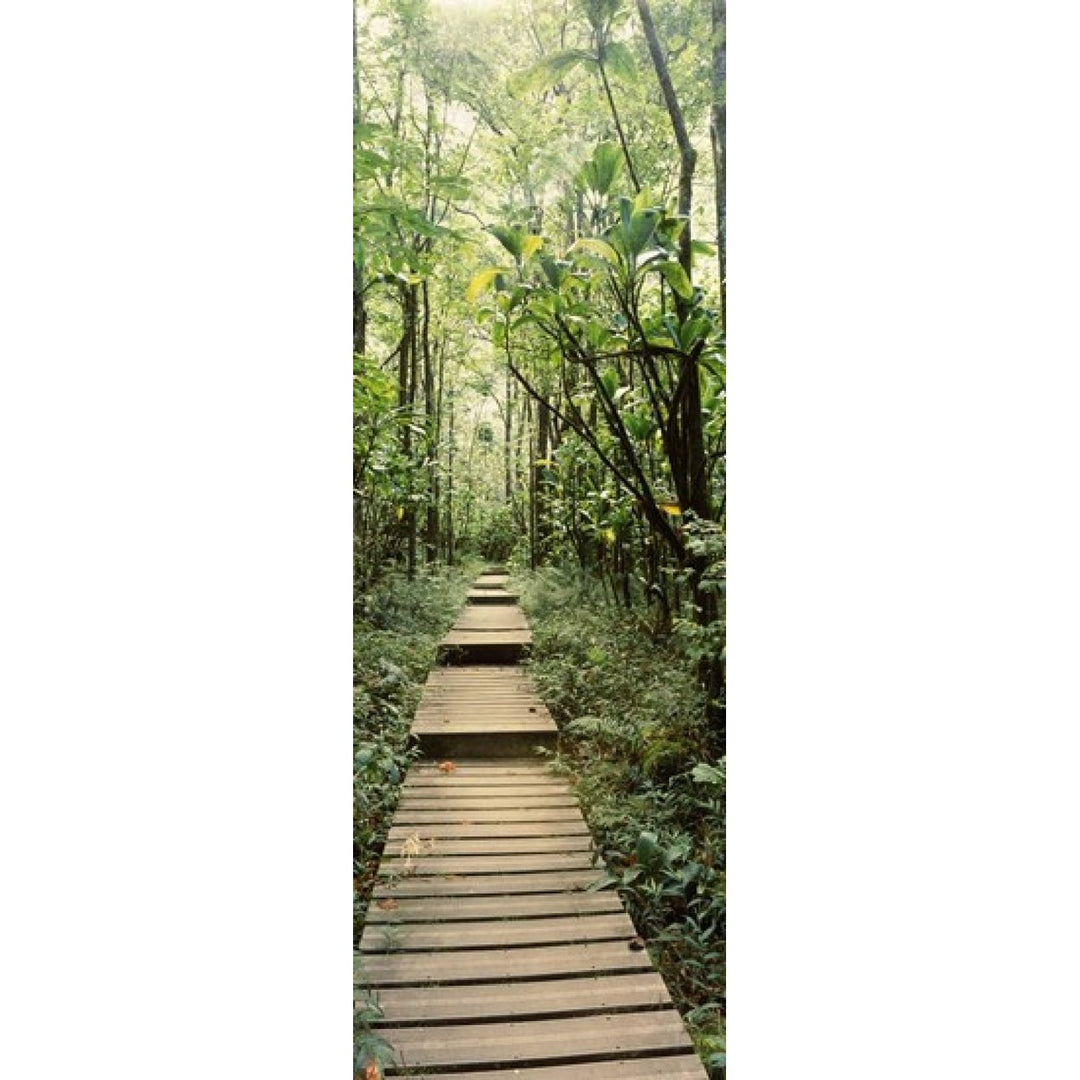 Bamboo forest Oheo Gulch Seven Sacred Pools Hana Maui Hawaii USA Poster Print (36 x 13) Image 1