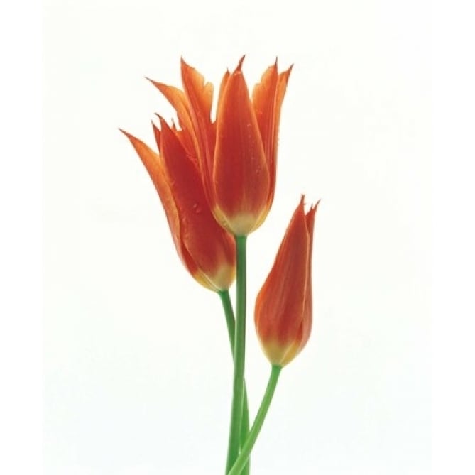 Orange flowers against white background Poster Print by Panoramic Images (14 x 16) Image 1