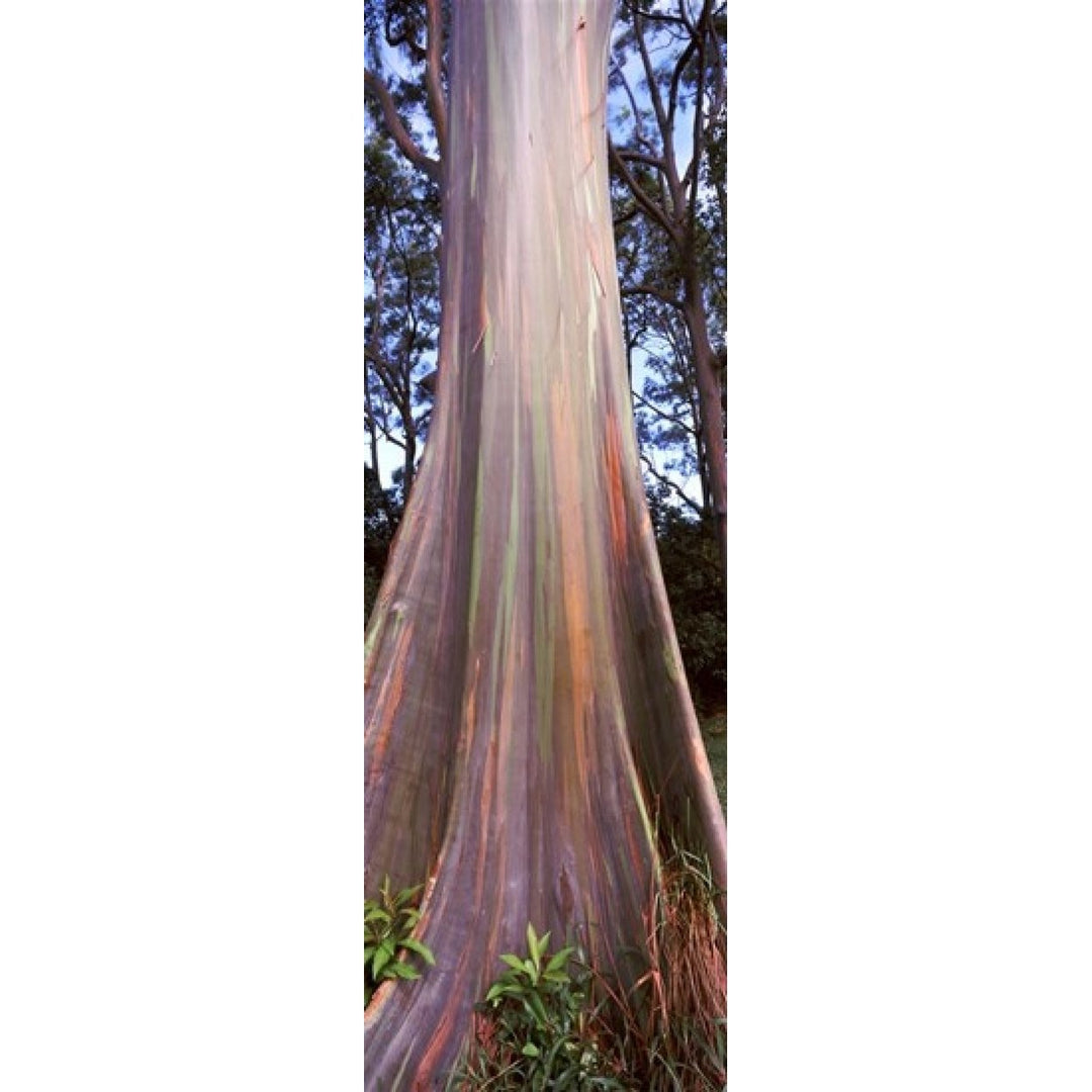 Rainbow eucalyptus (Eucalyptus deglupta) tree Hana Highway Maui Hawaii USA Poster Print (18 x 6) Image 1