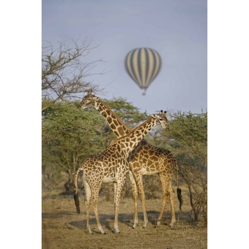 Two Masai giraffes (Giraffa camelopardalis tippelskirchi) and a hot air balloon Tanzania Print by Panoramic Images Image 1