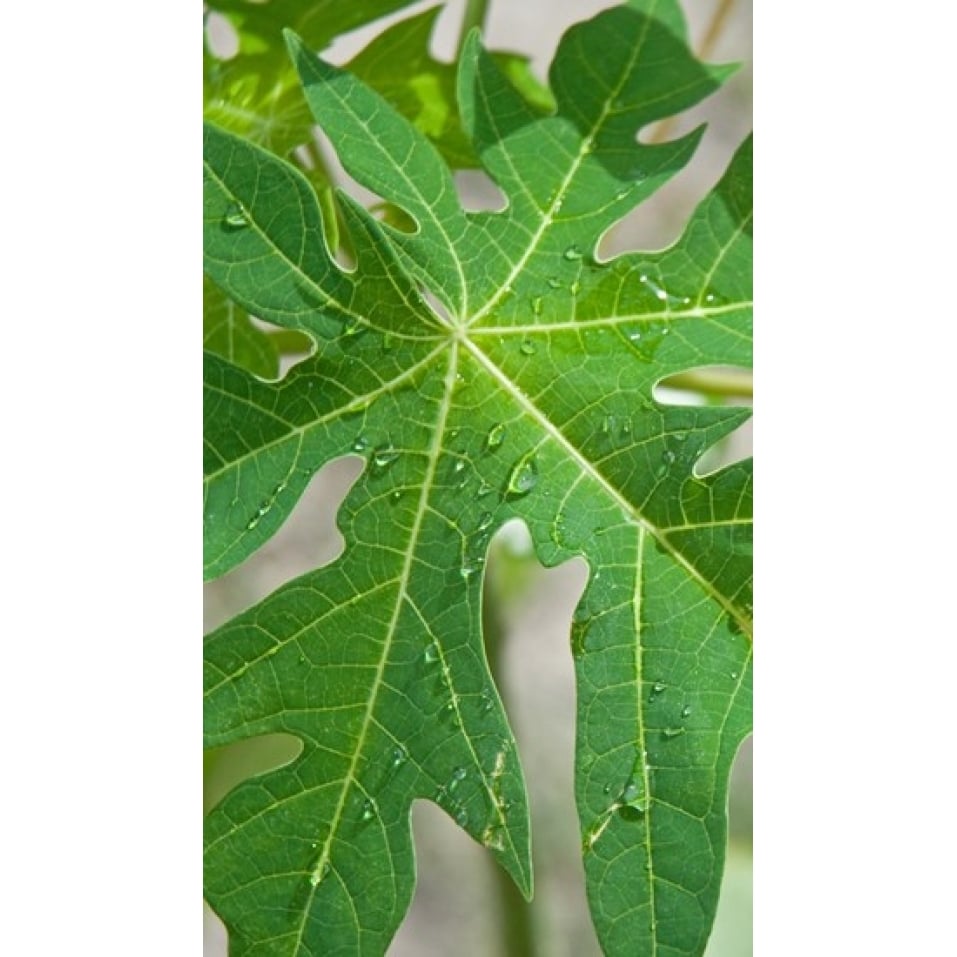 Raindrops on papaya tree leaf La Digue Seychelles Poster Print (20 x 12) Image 1