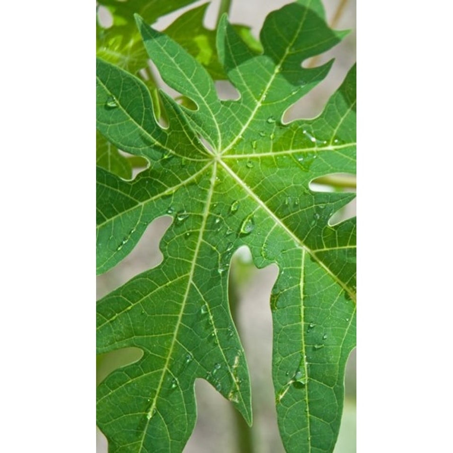 Raindrops on papaya tree leaf La Digue Seychelles Poster Print (20 x 12) Image 1