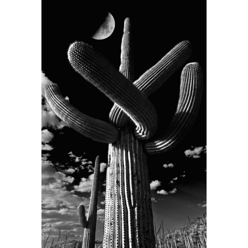 Low angle view of a Saguaro cactus (Carnegiea gigantea) Tucson Pima County Arizona USA Print by Panoramic Images Image 1