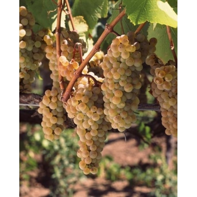 Chardonnay grapes in vineyard Carneros Region California USA Poster Print by Panoramic Images (29 x 36) Image 1