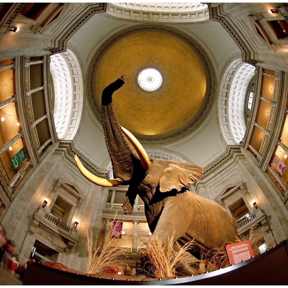 Interiors of a museum National Museum of Natural History The Mall Washington DC USA Poster Print (12 x 12) Image 1