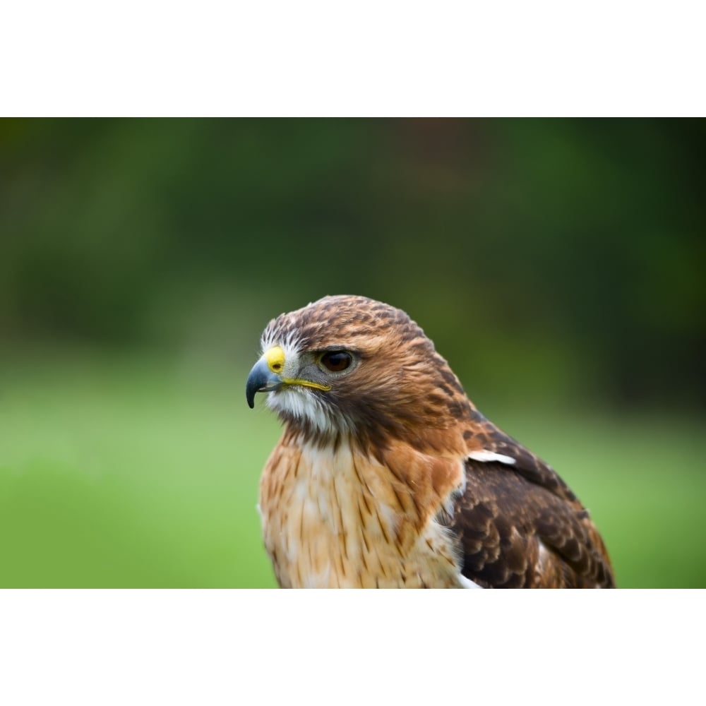 Close-up of a Red-tailed hawk (Buteo jamaicensis) Poster Print (27 x 9) Image 1