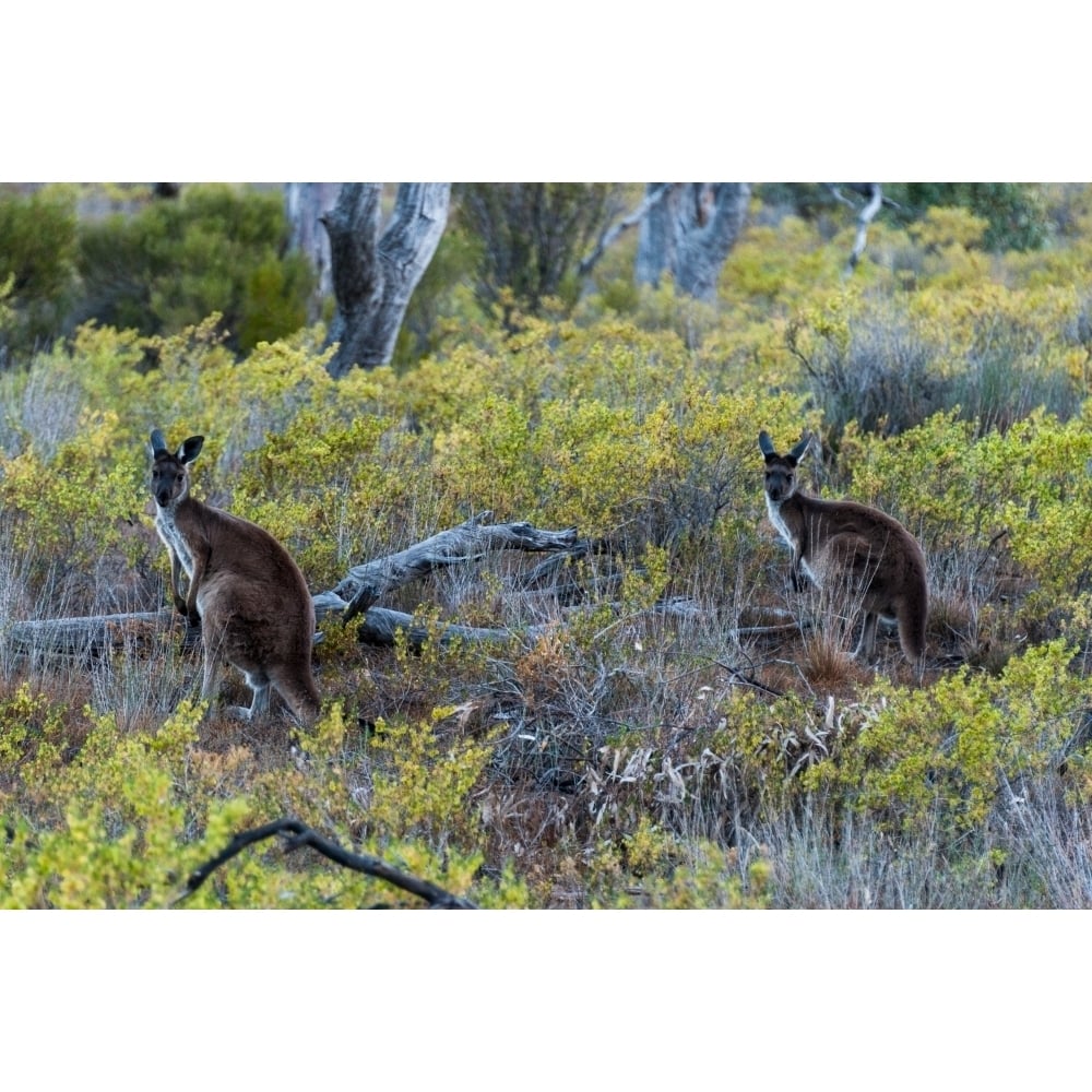 Red kangaroo (Macropus rufus) in the Outback Mernmerna South Australia Australia Poster Print (36 x 12) Image 1