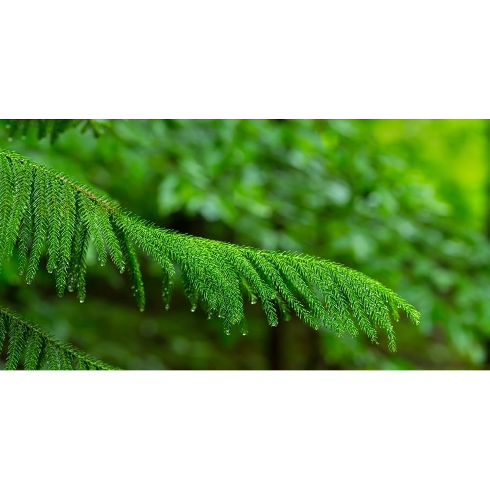 Close-up of Norfolk Island Pine (Araucaria heterophylla) leaves Hamburg York State USA Poster Print (36 x 12) Image 1