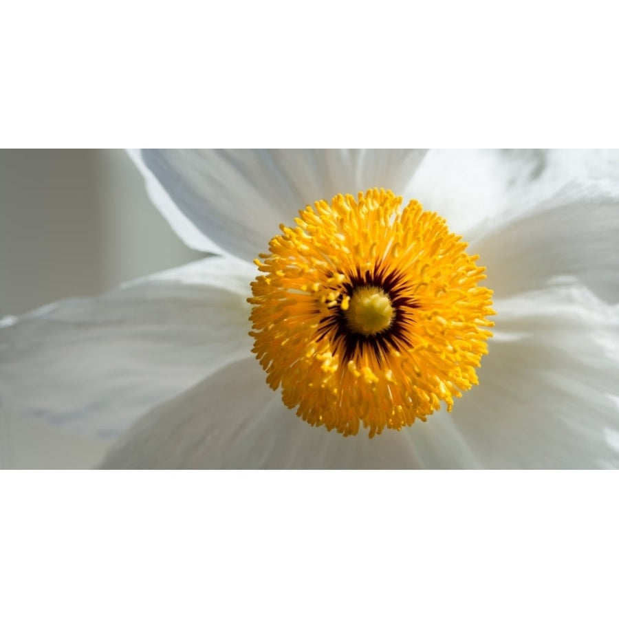 Matilija Poppy flower (Romneya coulteri) in bloom California USA Poster Print (27 x 9) Image 1