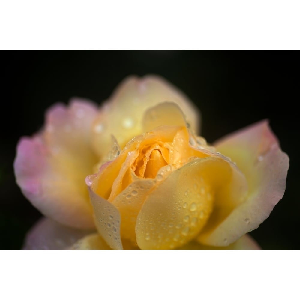 Hybrid Tea Rose in The Irish National War Memorial Gardens Islandbridge Dublin City Ireland Poster Print (27 x 9) Image 1