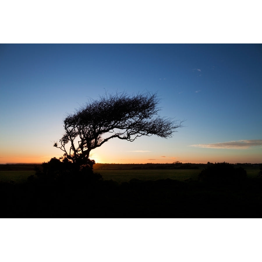 Wind sculptured Hawthorn Tree The Copper Coast County Waterford Ireland Poster Print (27 x 9) Image 1