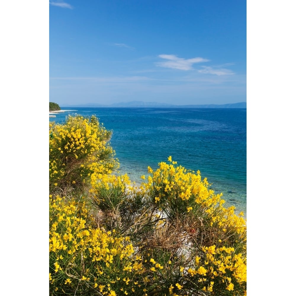 Flowering broom at coastal landscape Makarska Riviera Dalmatia Croatia Poster Print (36 x 12) Image 1