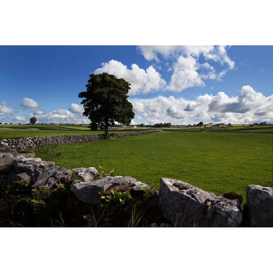 Pastoral farmland between Clonbur and Ballinrobe County Mayo Ireland Poster Print (36 x 12) Image 1