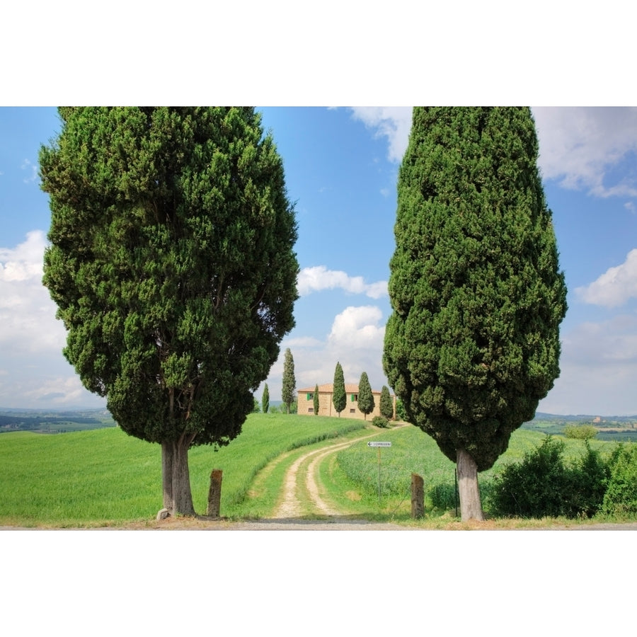 Farmhouse with cypress trees  Pienza  Val dOrcia  Siena Province  Tuscany  Italy Poster Print (27 x 9) Image 1