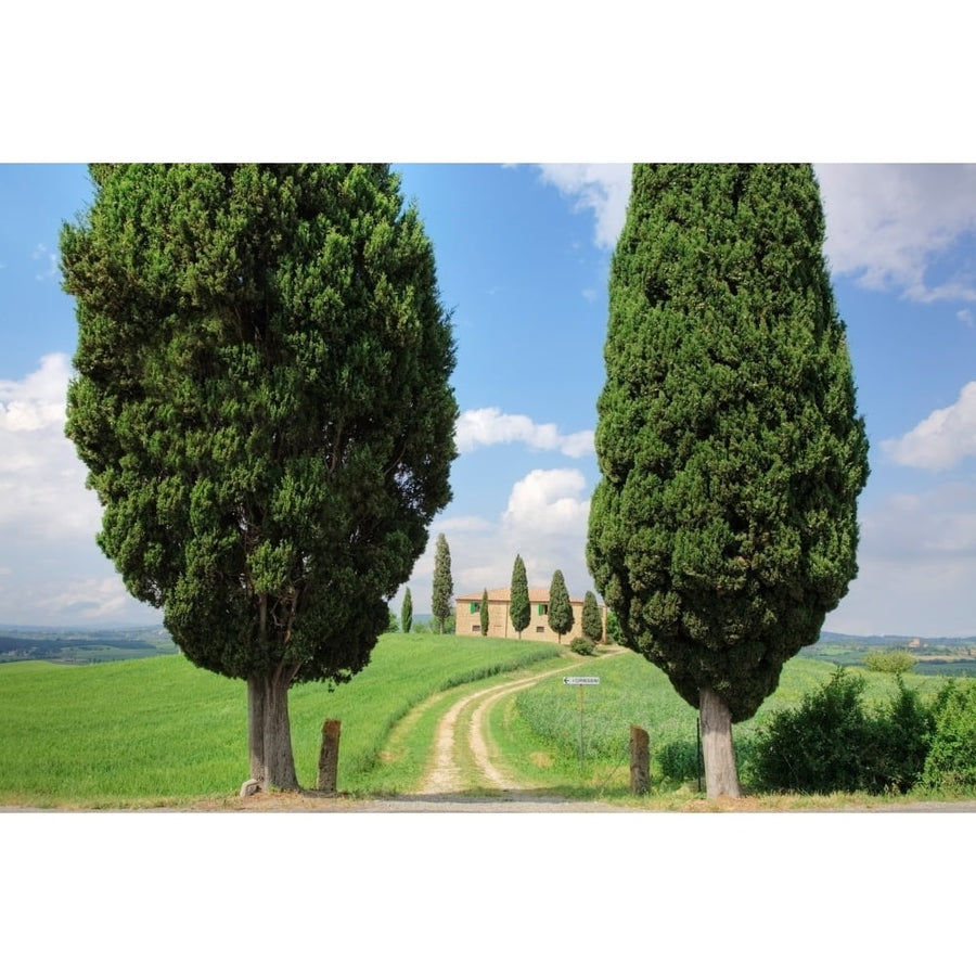 Farmhouse with cypress trees Pienza Val dOrcia Siena Province Tuscany Italy Poster Print (27 x 9) Image 1