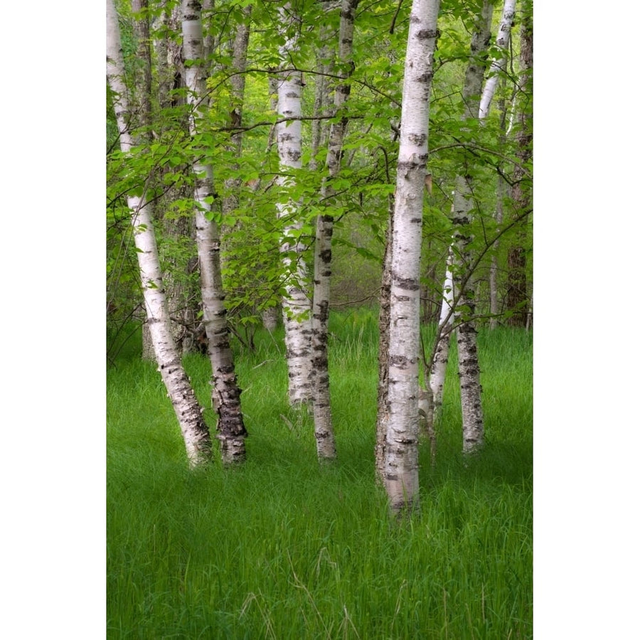 Birch trees in the Great Meadow Acadia National Park Maine USA Poster Print (36 x 12) Image 1