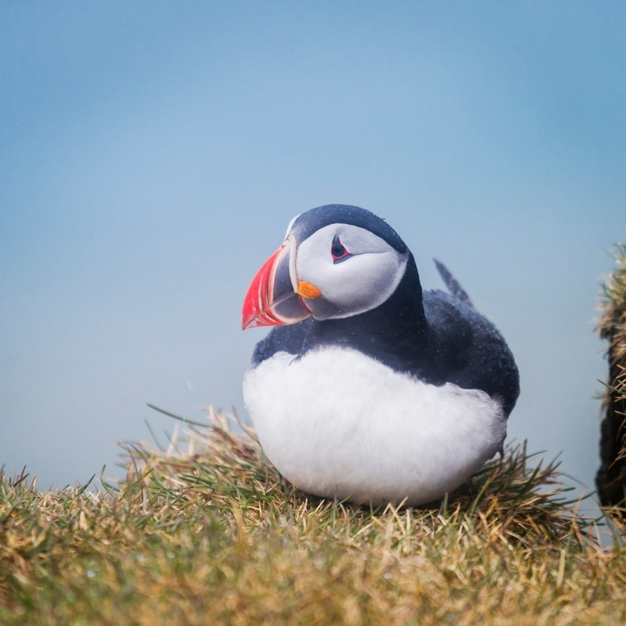 Atlantic Puffin (Fratercula arctica) Iceland Poster Print (12 x 12) Image 1