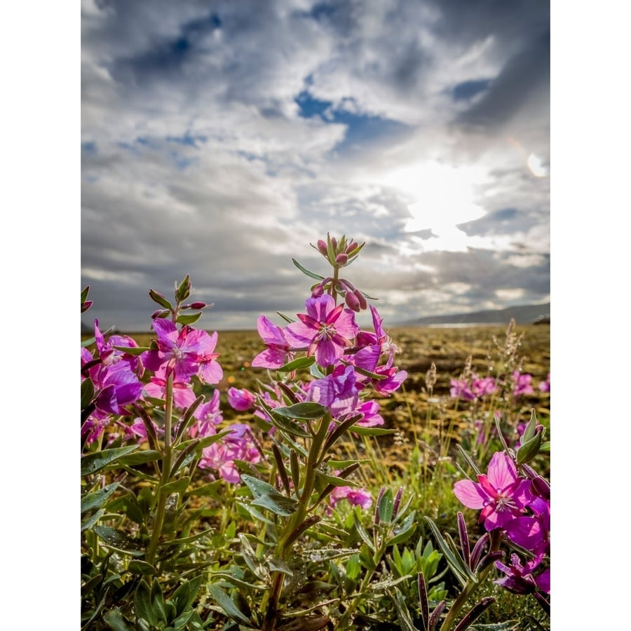 Dwarf Fireweed (Chamerion latifolium) Thorsmork Iceland Poster Print (24 x 18) Image 1