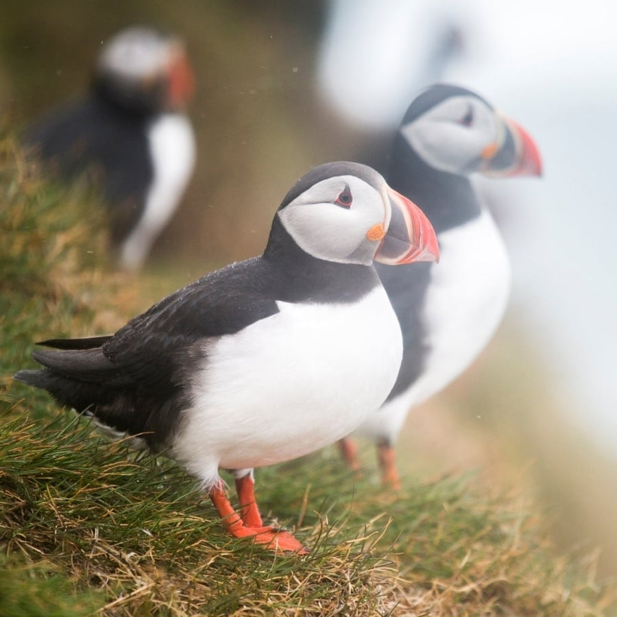 Atlantic Puffins (Fratercula arctica) Iceland Poster Print (12 x 12) Image 1