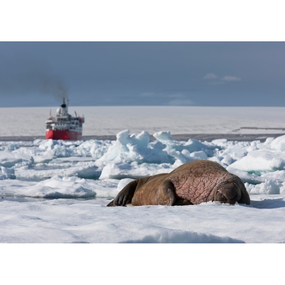 Walrus Bull (Odobenus rosmarus) on the beach at Torellneset on Nordaustlandet. Svalbard Norway Poster Print (12 x 36) Image 1