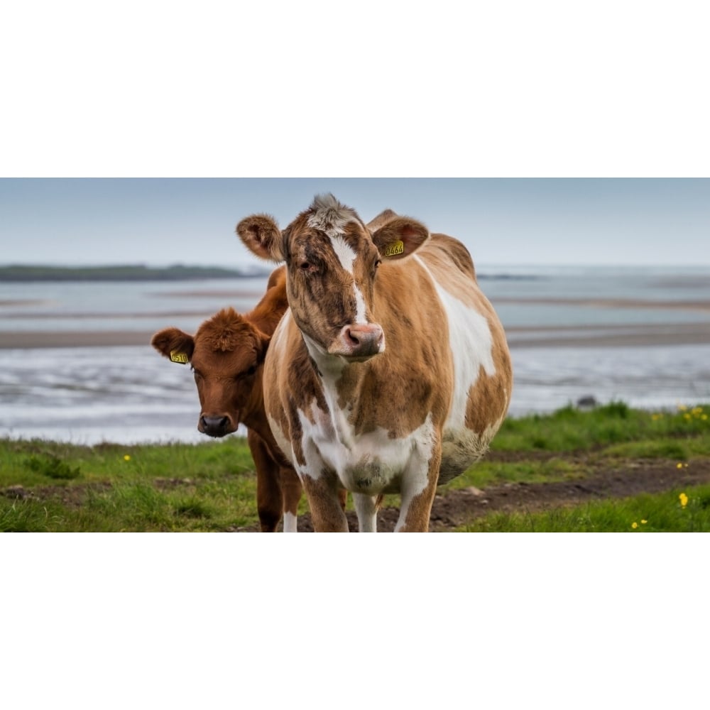 Portrait of cows grazing Iceland Poster Print (9 x 27) Image 1