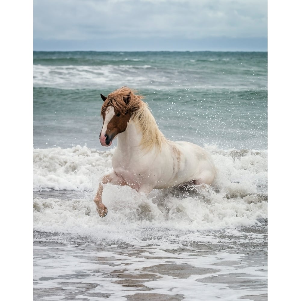 Icelandic horse in the sea Longufjorur Beach Snaefellsnes Peninsula Iceland Poster Print (9 x 27) Image 1