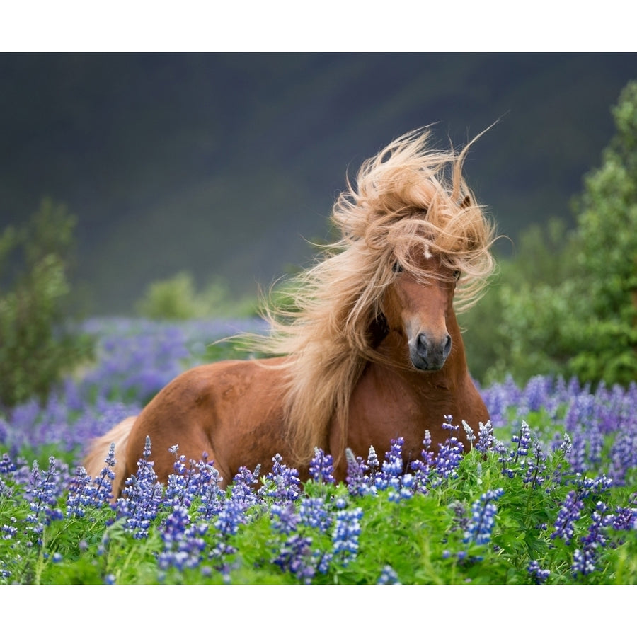 Horse running by lupines. Purebred Icelandic horse in the summertime with blooming lupines Iceland Poster (27 x 9) Image 1