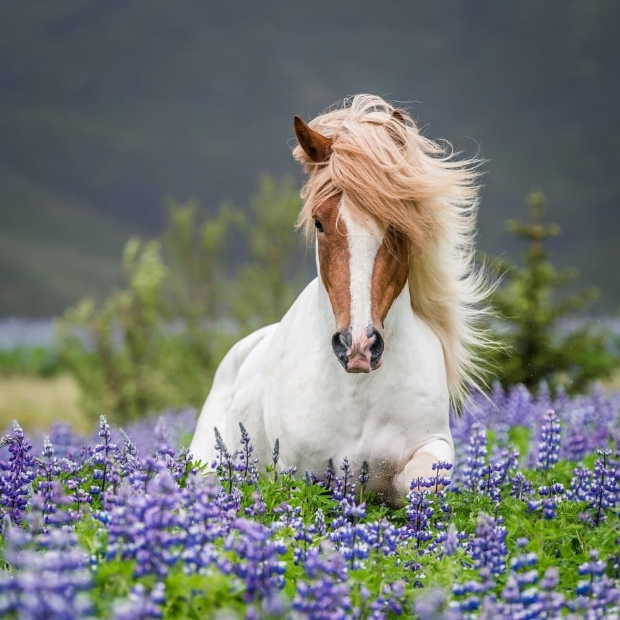 Horse running by lupines. Purebred Icelandic horse in the summertime with blooming lupines Iceland Poster (12 x 12) Image 1