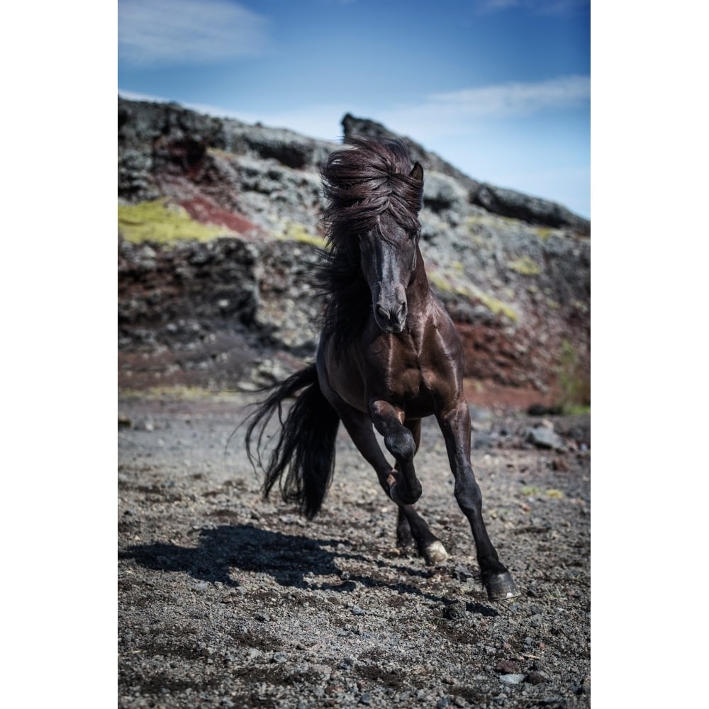 Icelandic Black Stallion Iceland Poster Print (36 x 12) Image 1