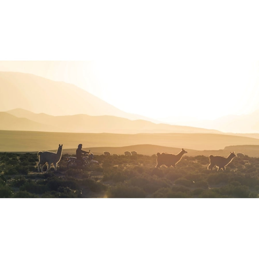 Herd of Llamas (Lama glama) in a desert Villa Alota Altiplano Bolivia Poster Print (27 x 9) Image 1