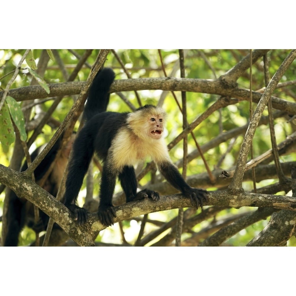 White-faced Capuchin monkey (Cebus capucinus) Costa Rica Poster Print (27 x 9) Image 1