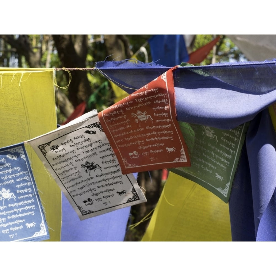 Prayer flags at Norbulingka Institute founded by Dalai Lama Sidhpur Dharamsala Himachal Pradesh India (9 x 12) Image 1